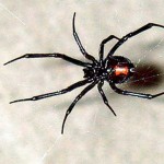 dangerous_black_widow