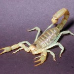 scorpion_500w
